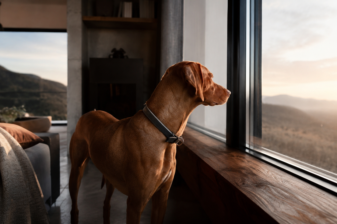 El perro que siempre va acelerado: cuando el problema no es la energía, sino la incapacidad de descansar
