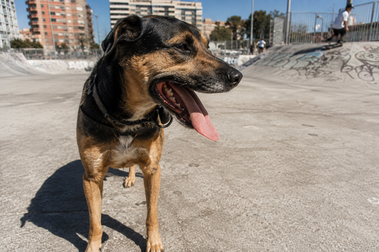 Golpe de calor en perros: por qué está aumentando en 2026 y cómo detectarlo antes de que sea tarde