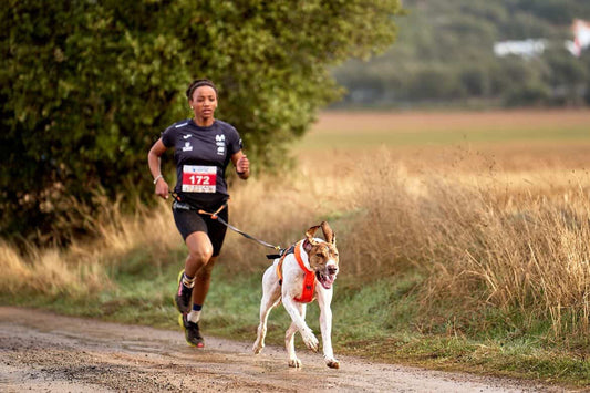 Entrenar menos para rendir más: la lógica real del perro deportista