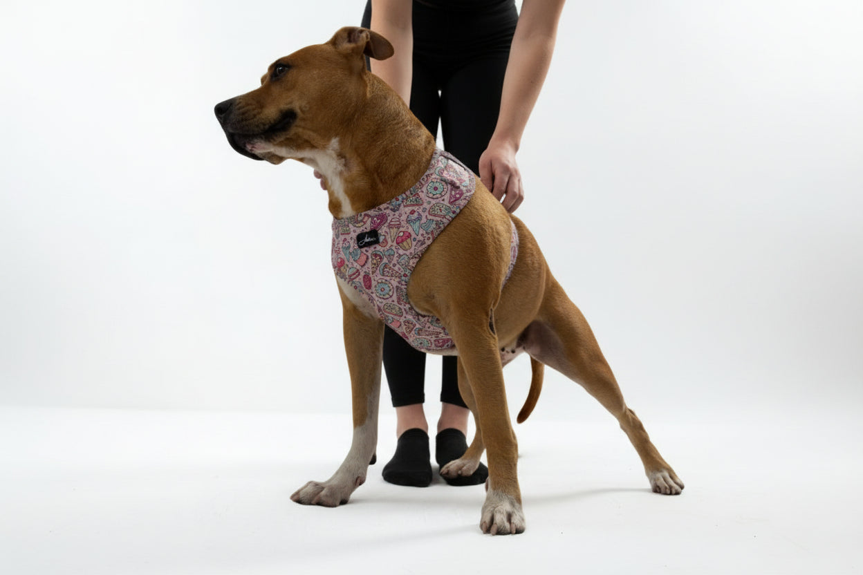 Arnés Neopreno | Sugar Rush