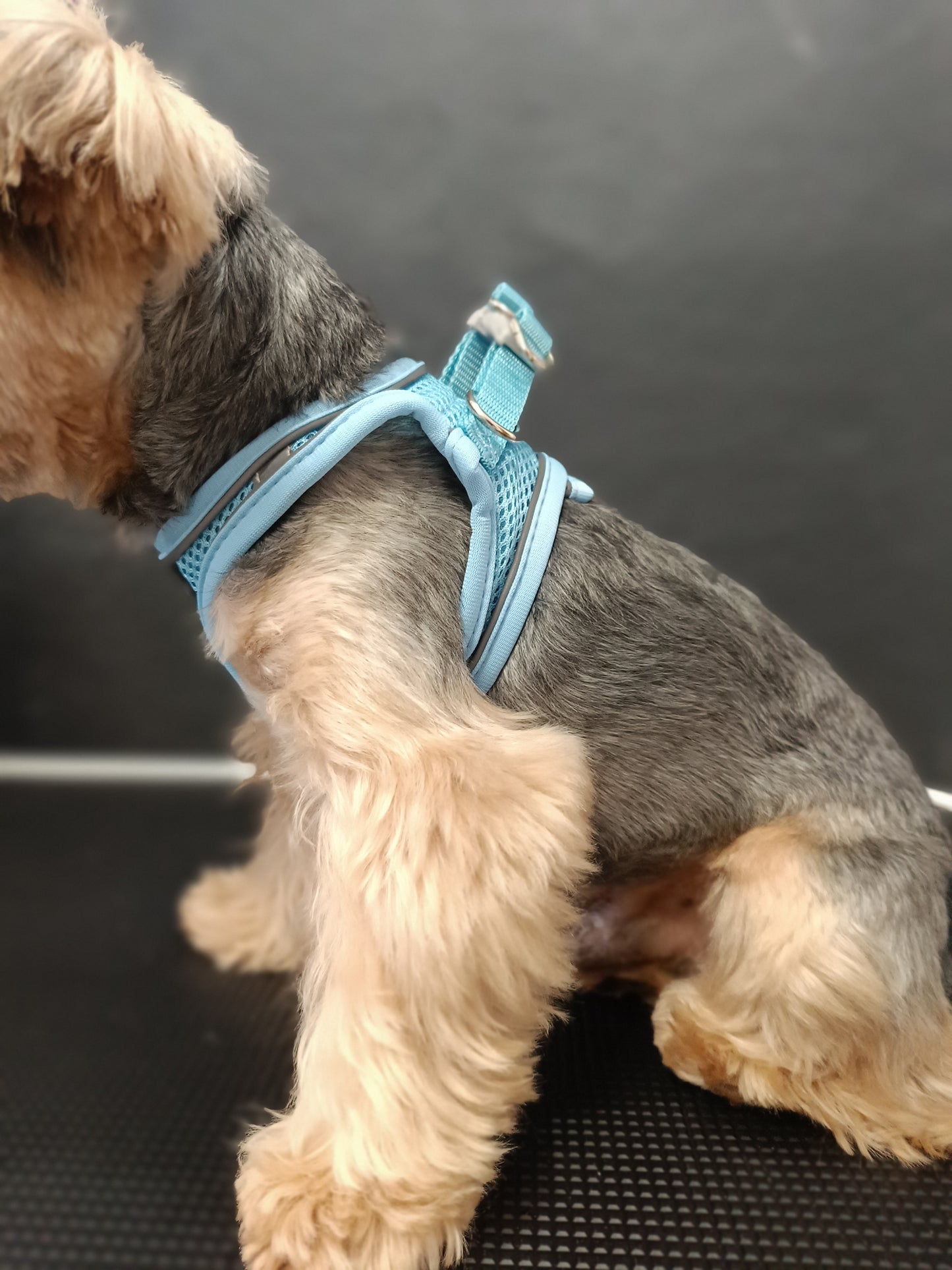 Arnés Step-In | Soft Mesh Blue (Archive Edition)