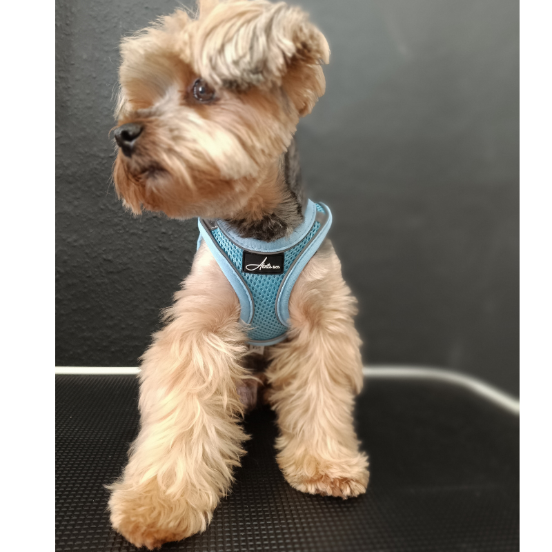 Arnés body classic (azul) - Imagen 3