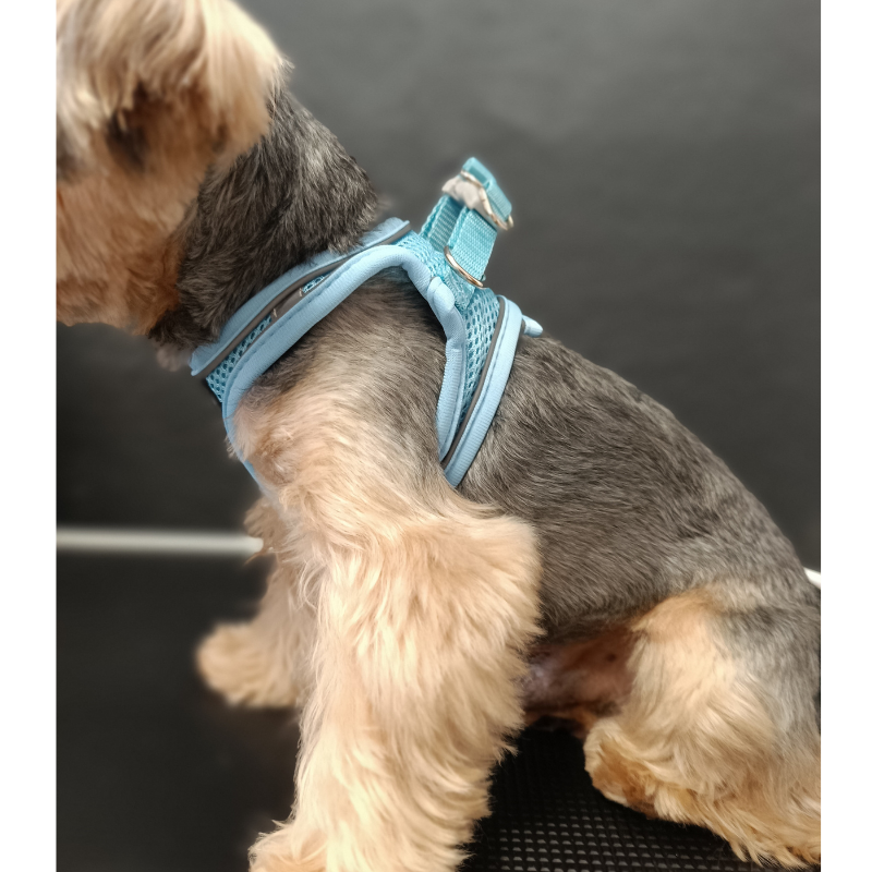 Arnés body classic (azul) - Imagen 4